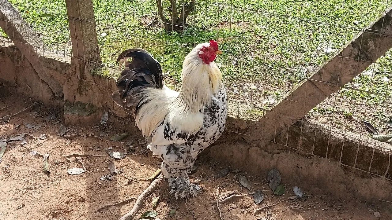 Venda galos bhrama e caipira