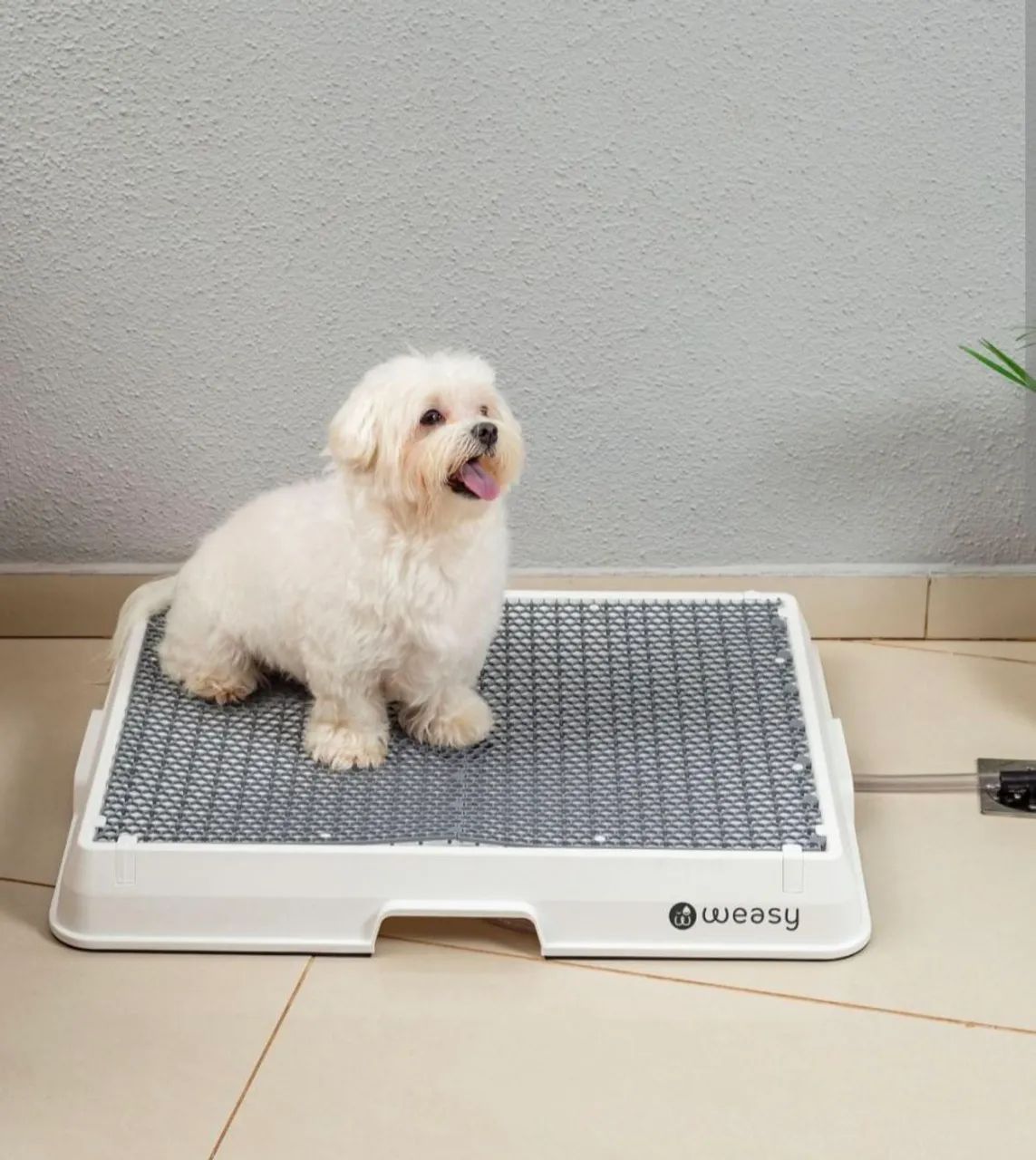 Weasy Cão + parede hidrante  - Foto 4