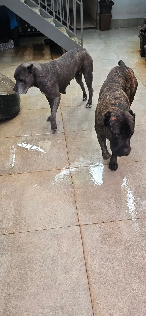 Casal de Cane Corso com 4 anos  - Foto 2
