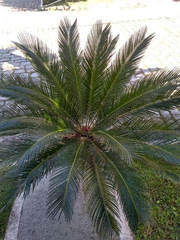 Sagu - Foto 3
