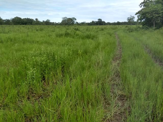 Fazenda com 200he, c/ 50% formado, terra de cultura, 40km de Cuiabá-MT - Foto 14