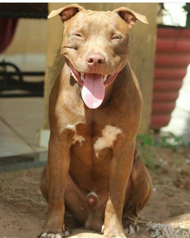 Pitbull disponível para cruzar - Foto 5