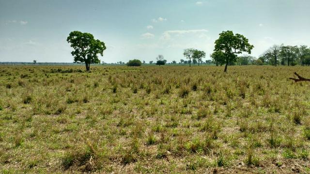 Fazenda c/ 1.000he, 620he formados, Itiquira-MT - Foto 6