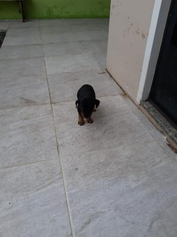 Cachorrinhos para doação responsável - Foto 3