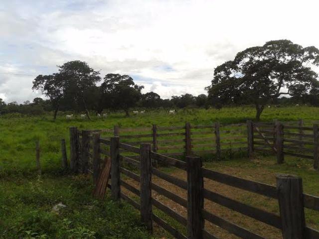 Fazenda c/ 840he c/ aprox. 400he formado, c/ GEO, Guiratinga-MT - Foto 8