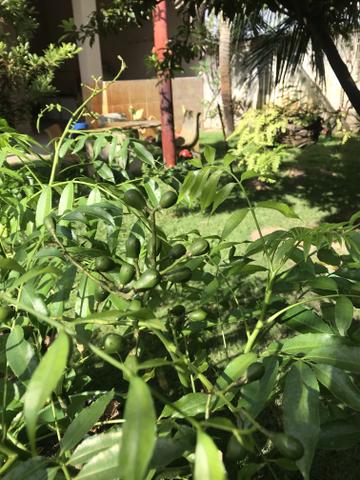 Mudas de cajá manga ou cajarana anã - Foto 2
