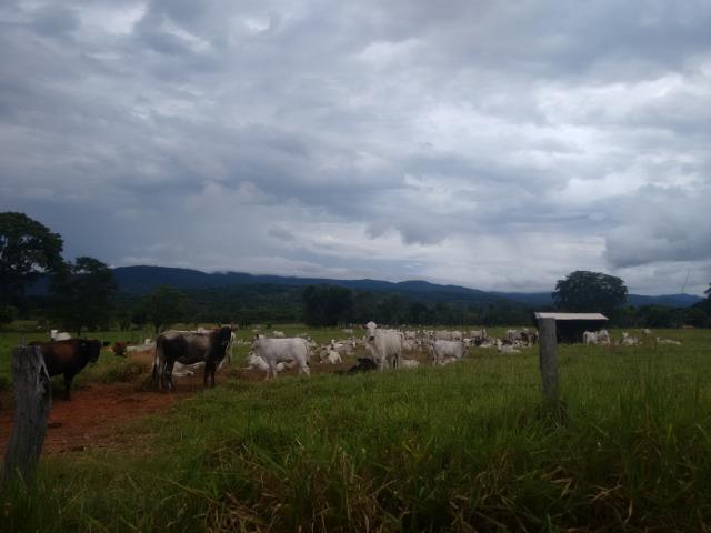 Fazenda 570 Hectares Grande Oportunidade - MT - Foto 10