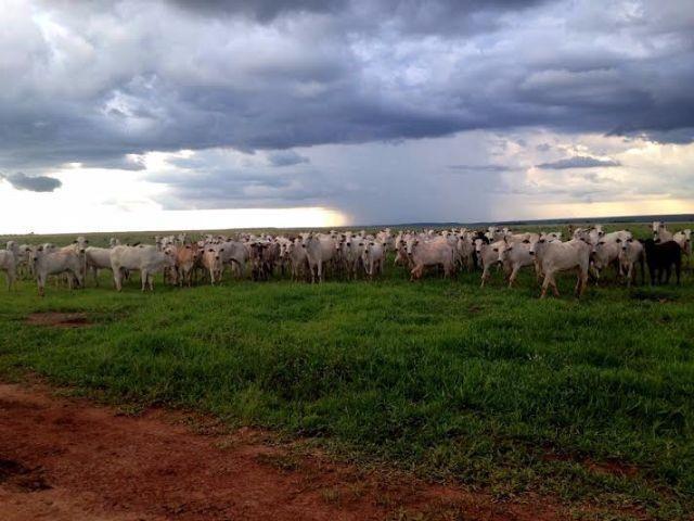 Fazenda c/ 1.700he c/ 80% formados, dupla aptidão, Itiquira-MT, pego 50% em imóvel no PR - Foto 12