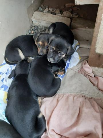 Cachorrinhos para doação responsável