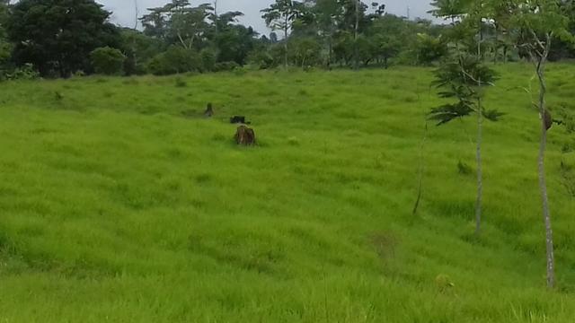 Fazenda em Porto Acre- AC - Foto 4