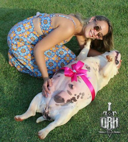 American Bully sangues Importados - Foto 6