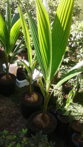Produtor frutífera com Frutos-limão taiti, galego, pokan-Grama preço baixo-Montamos Pomar - Foto 4