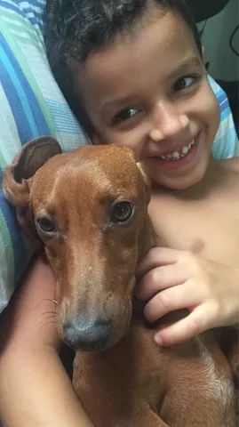 DOA-SE cadela da raça Dachshund - Foto 3