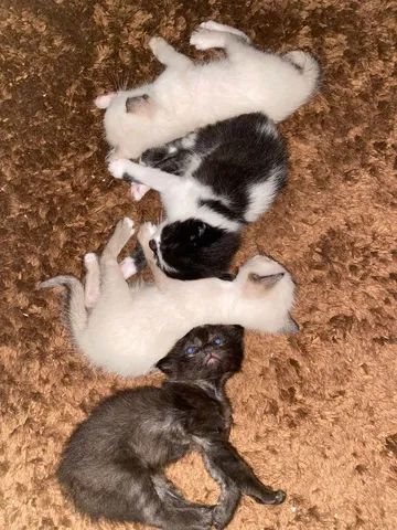 Doa-se filhotes de gatos - Gatos e acessórios - Jardim Myrian Moreira da  Costa, Campinas 1256925412
