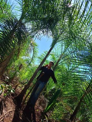 mudas da gueiroba ou guariroba adultas  para paisagismo 3 metros  - Foto 2