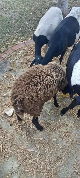 Carneiro santa Inês  - Foto 3