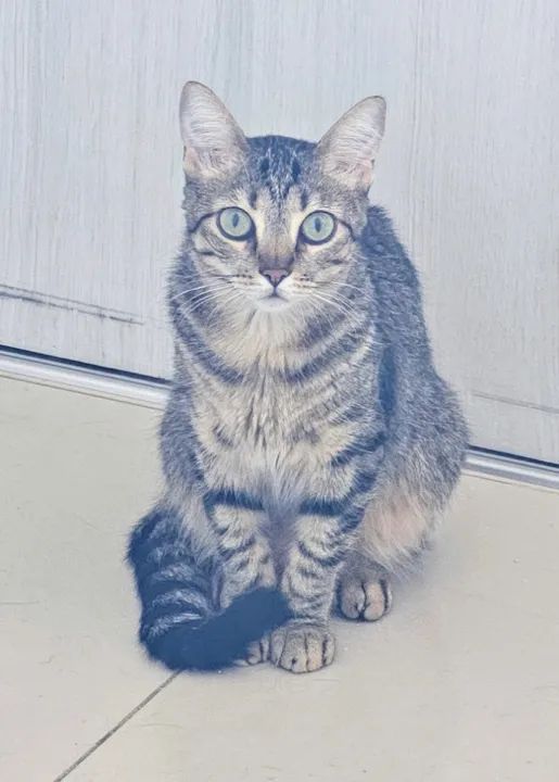 Gata castrada e vacinada - Foto 5