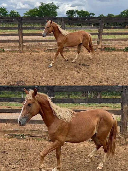 Potro e potra Barato - Foto 3