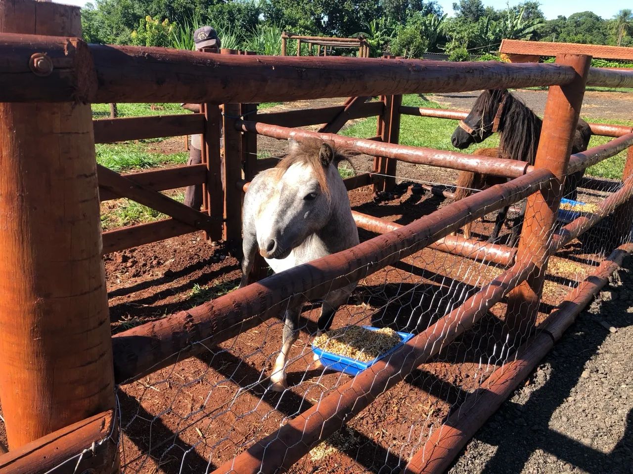 Pônei Appaloosa garanhão 
