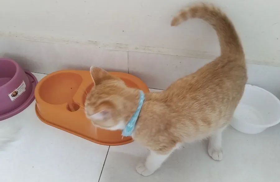 Gatinho laranjinha para adoção - Foto 5