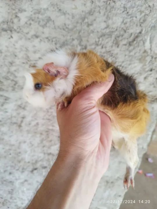 Porquinho da índia fofinho preá  - Foto 2