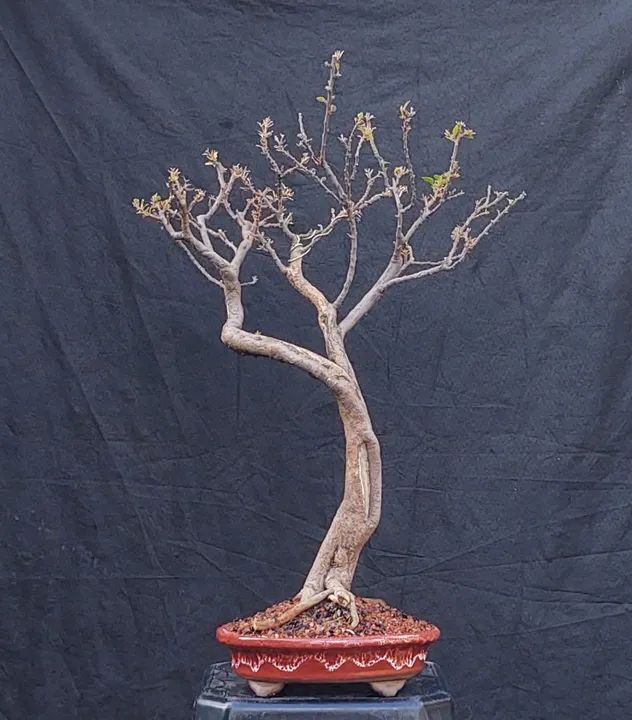Bonsai e Pré-Bonsai - Foto 5