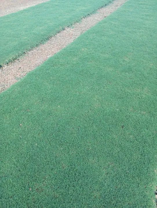 Gramas verdes - Foto 4