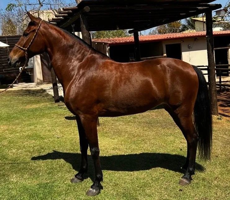 Vendo égua manga larga - Foto 3