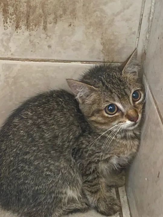 Gatinho filhote disponível para adoção - Foto 2