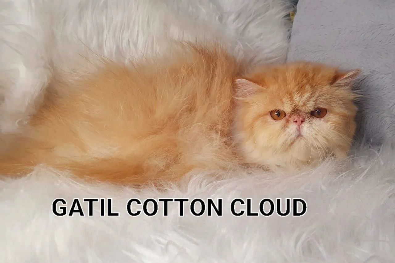 Plantel de Persas 50% off - Foto 4