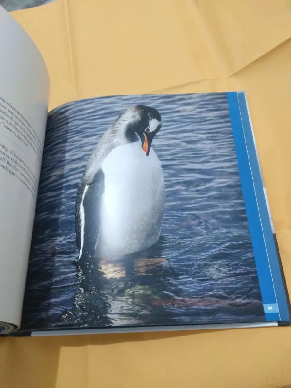 ASAS ANTARTICAS  - Foto 2