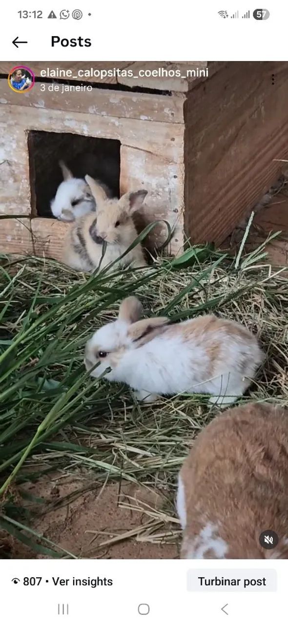 Coelho Anao em Santo André  - Foto 6