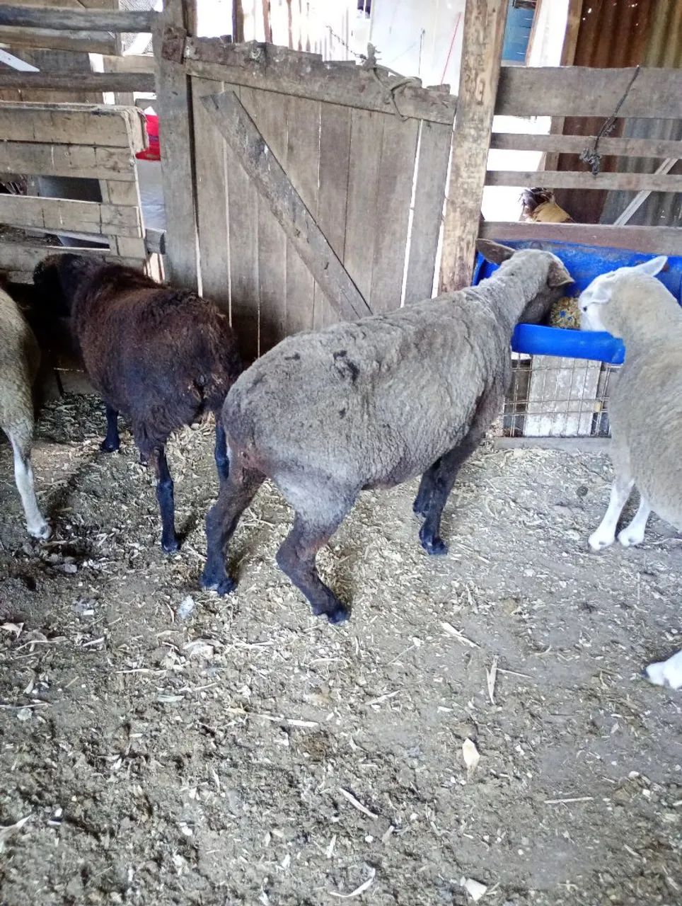 Vende se ovelhas. - Foto 3