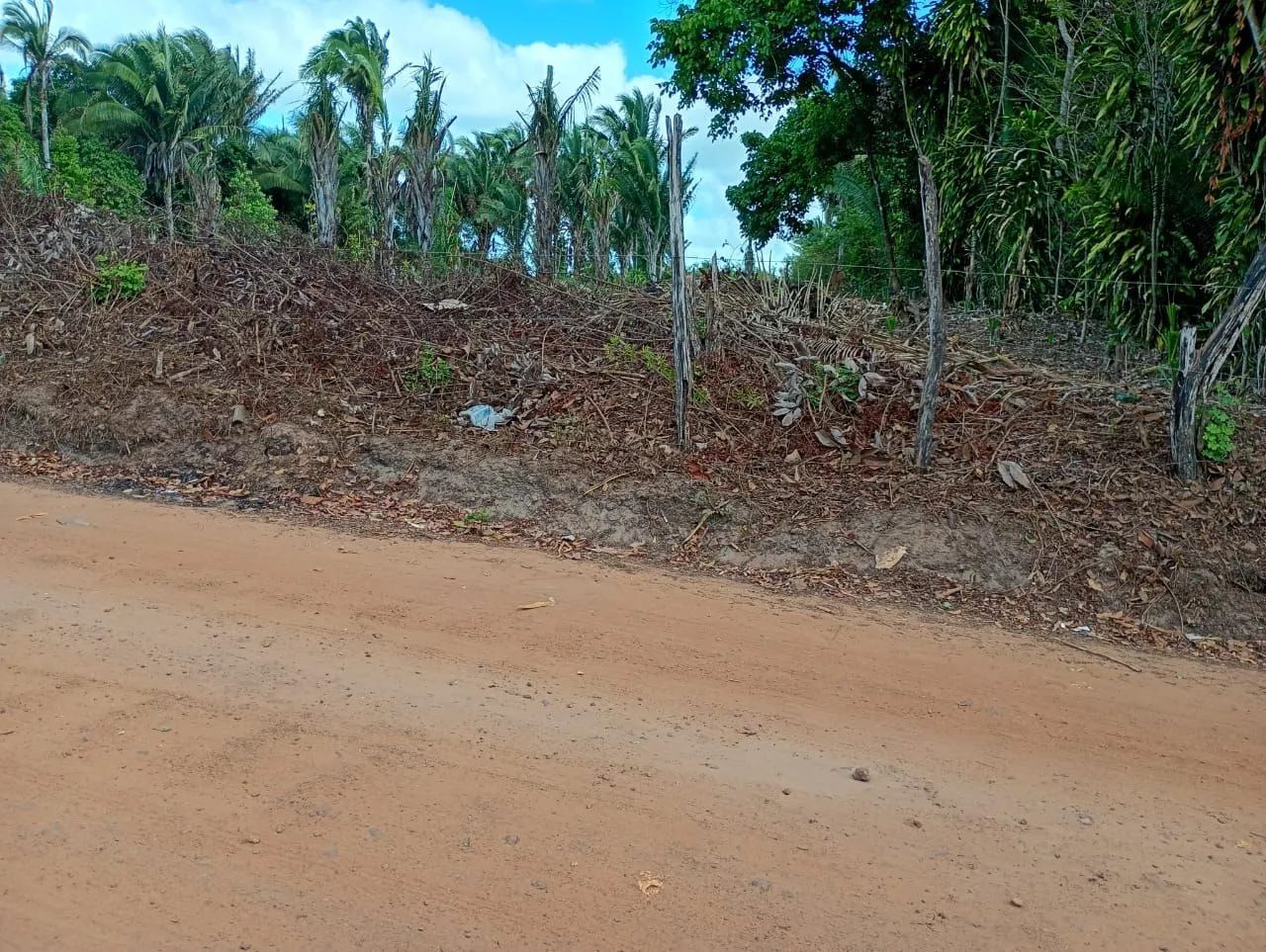 Foto - São Luís - Tirirical