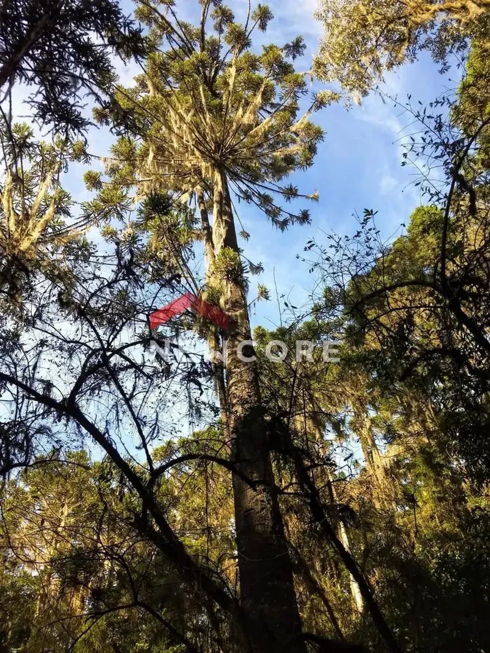 Sítio em RS 020 - Ouro Verde - Cambará do Sul/RS - Foto 4