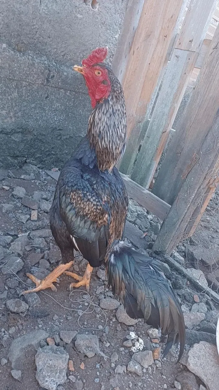 Galo indio prata