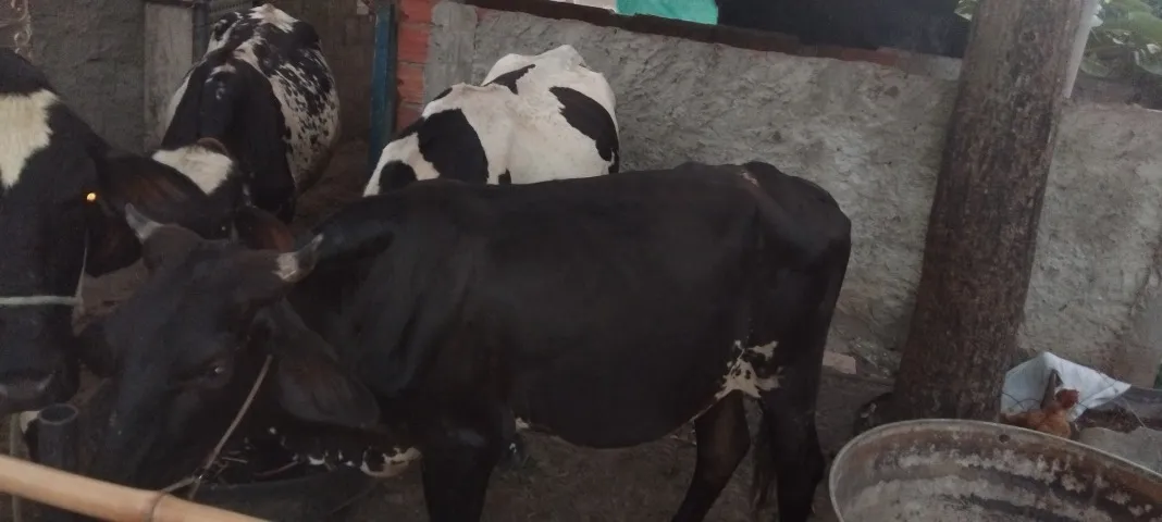 Vendo bezerra filha de vaca holandesa inseminada