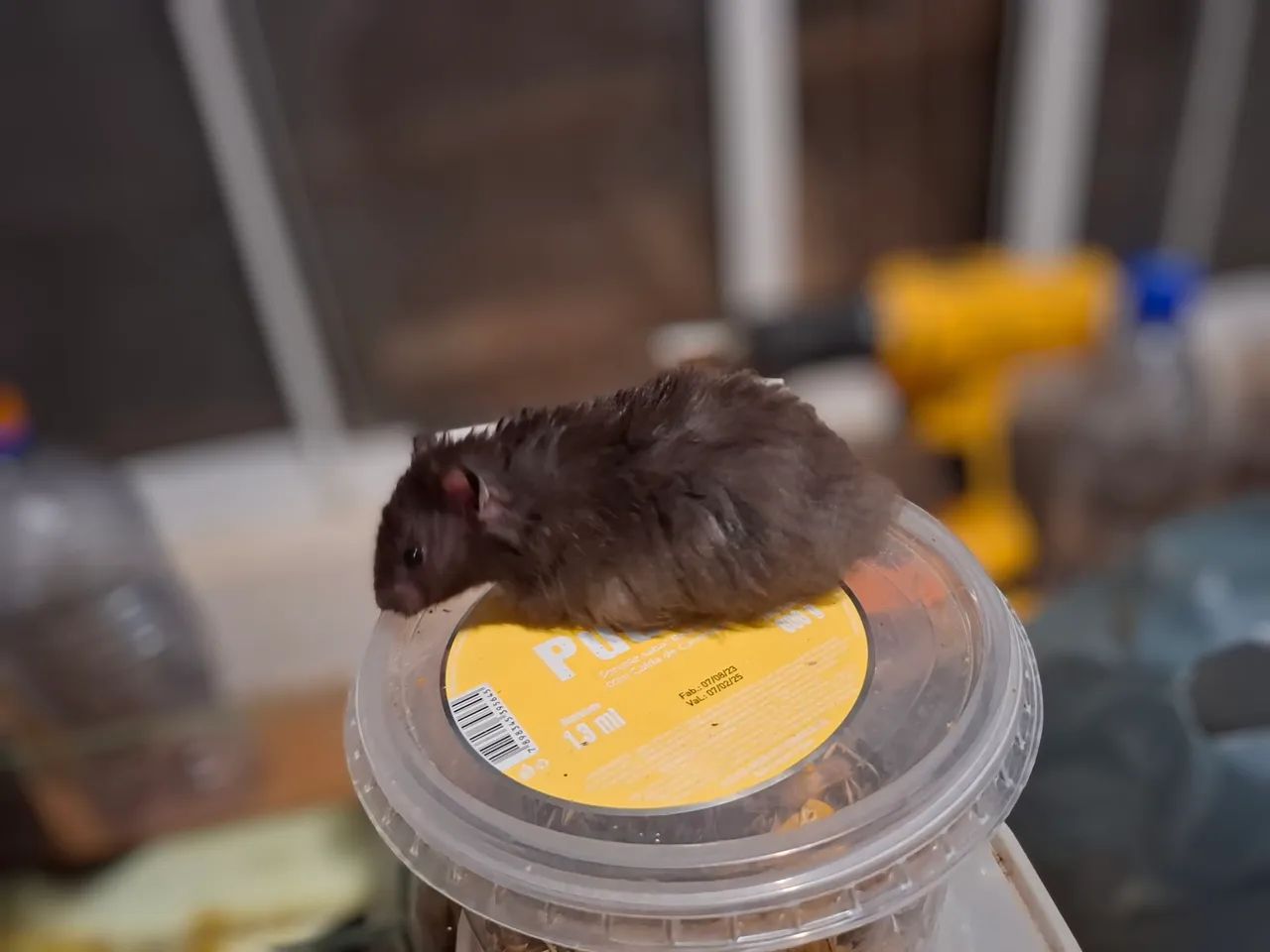 Hamster a venda - Foto 5