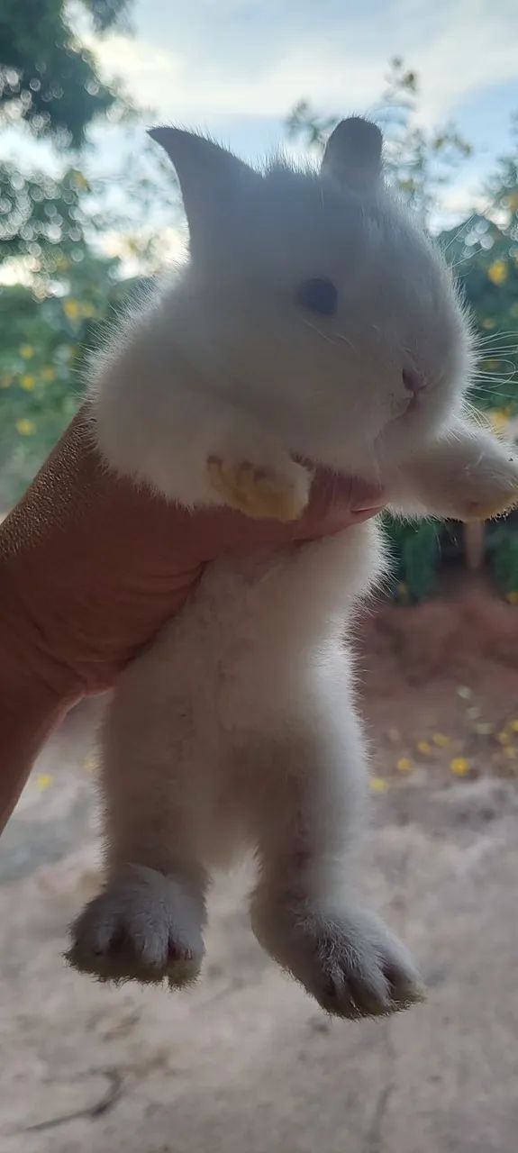 Filhotes de coelho gigante crioulo para venda - Foto 2