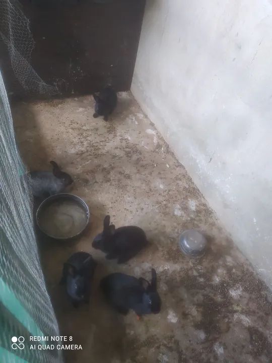 Coelhos Bebês Pretos - Foto 3