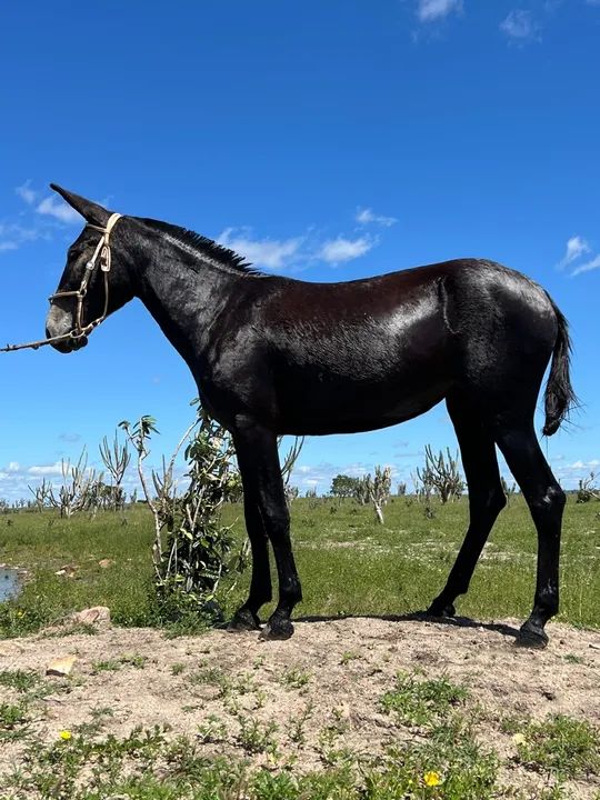 Califórnia de Santaluz