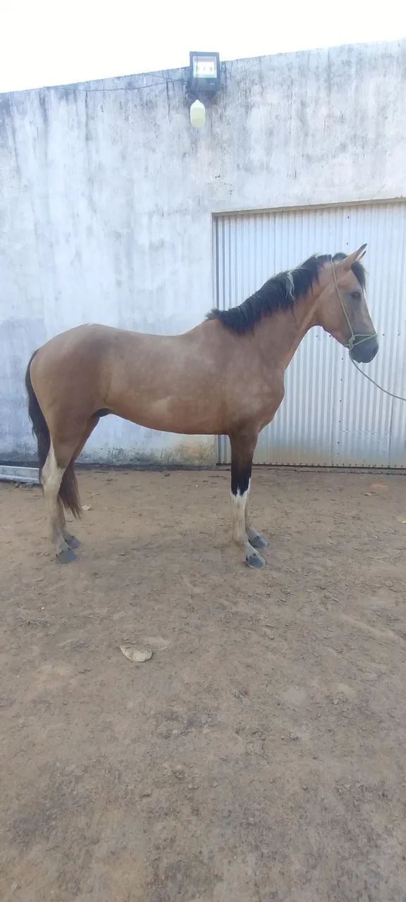 Potro mangalarga 
