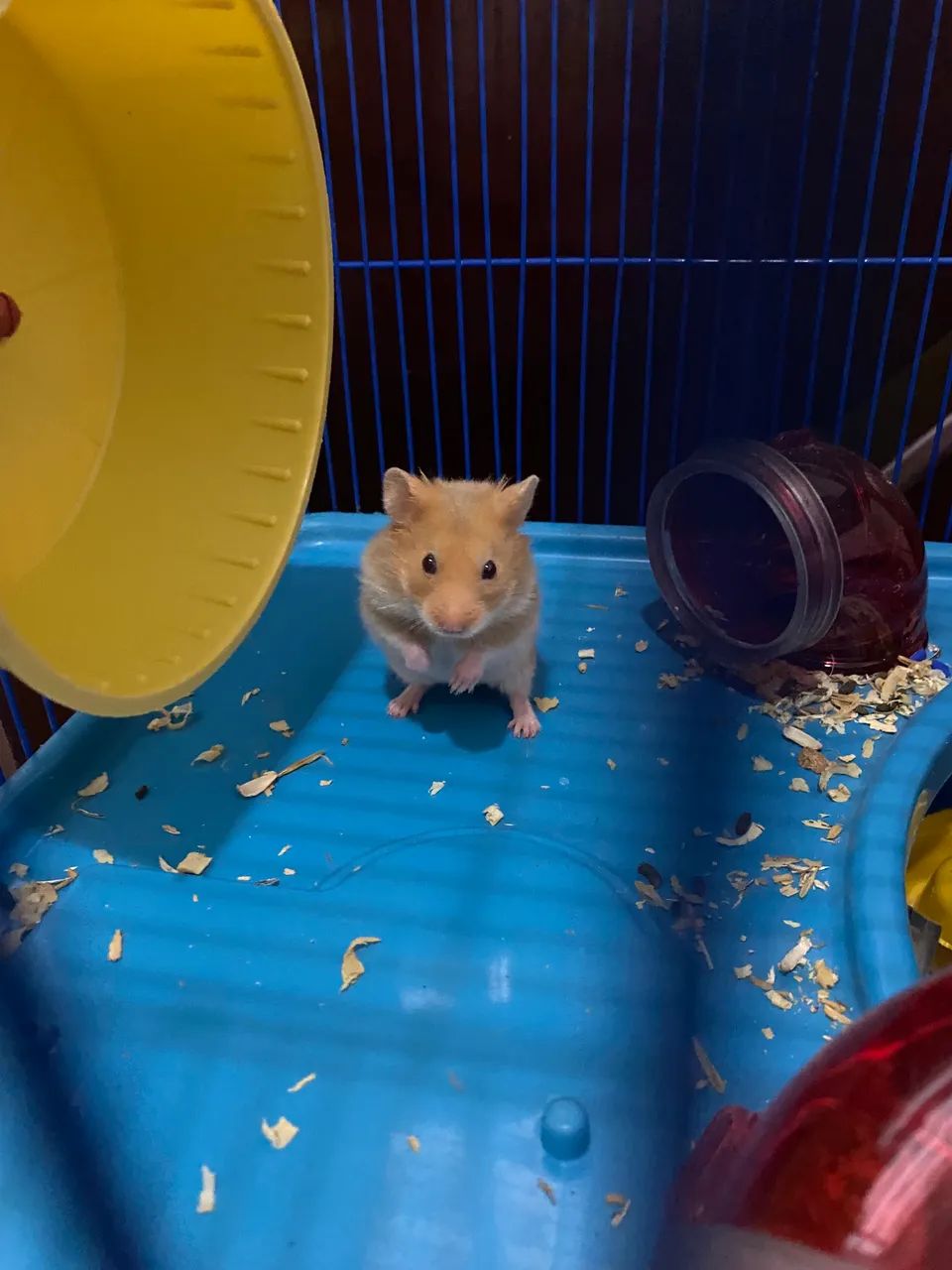 Hamster sírio macho  - Foto 2