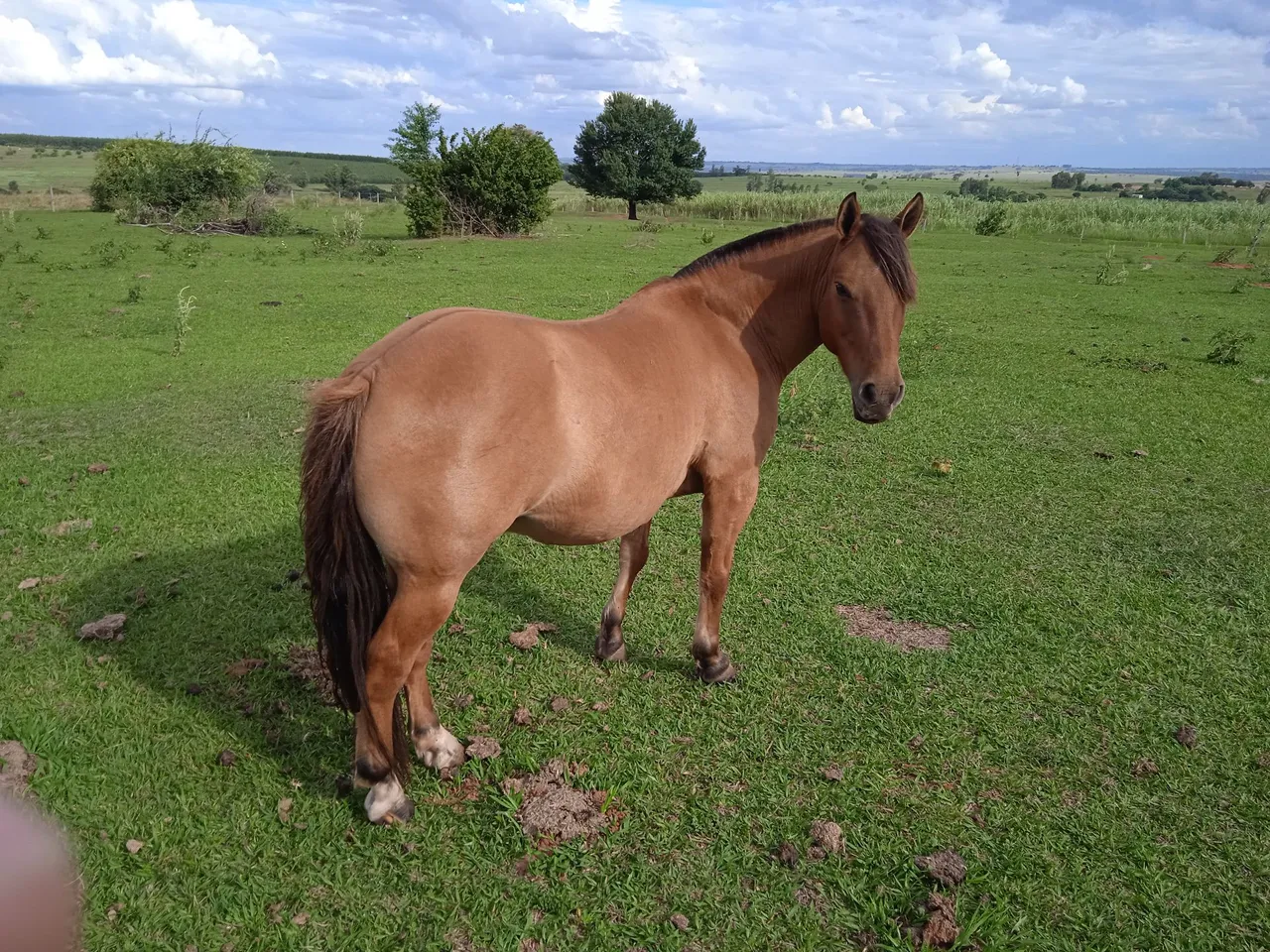 Petiço manso de sela, capão, 6 anos, muito forte.