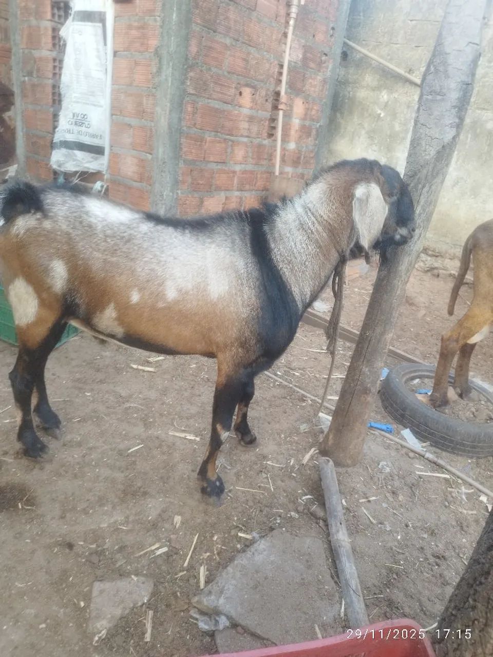 Bode. Anglo nubiano( P.O)