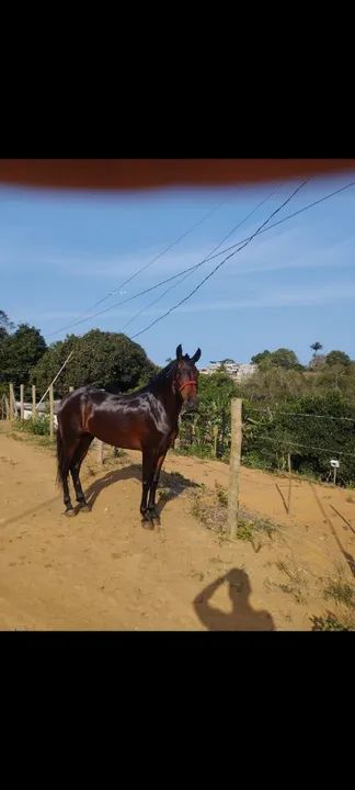 Cavalo Mangalarga Marchador - Foto 3