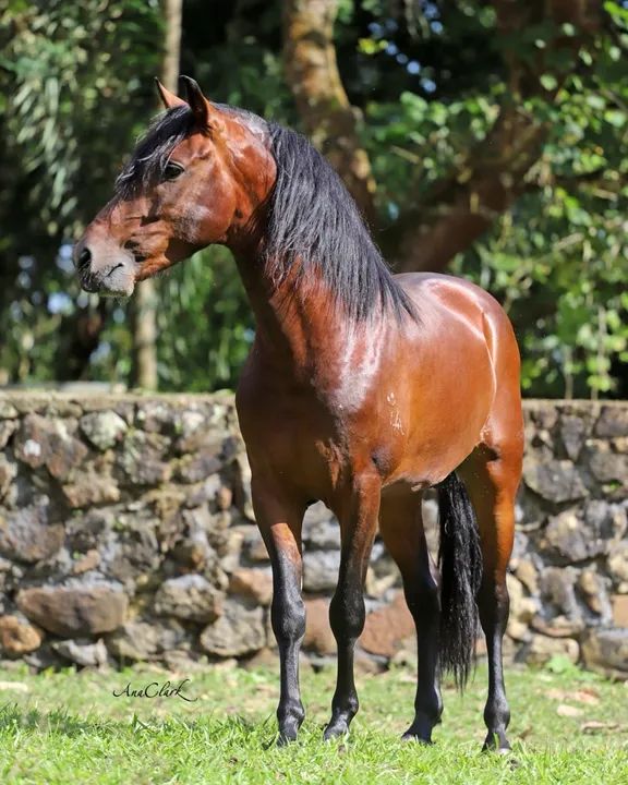 CAVALO MANGALARGA MARCHADOR - Foto 3