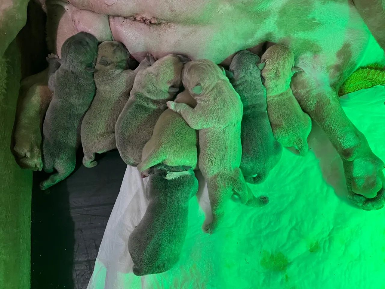 Filhotes American Bully Micro - Foto 6