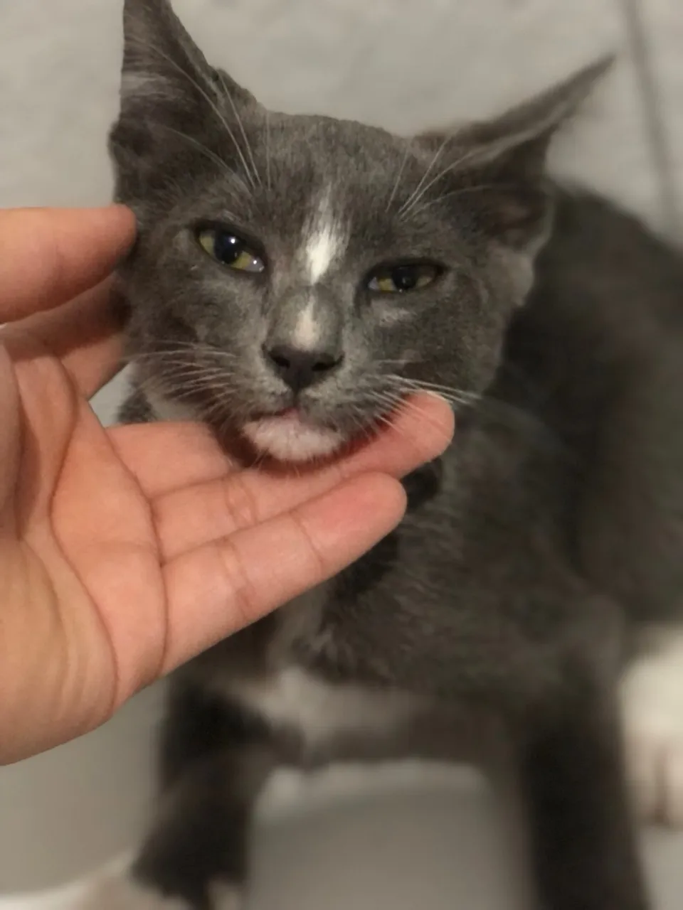 Gatinhos para adoção