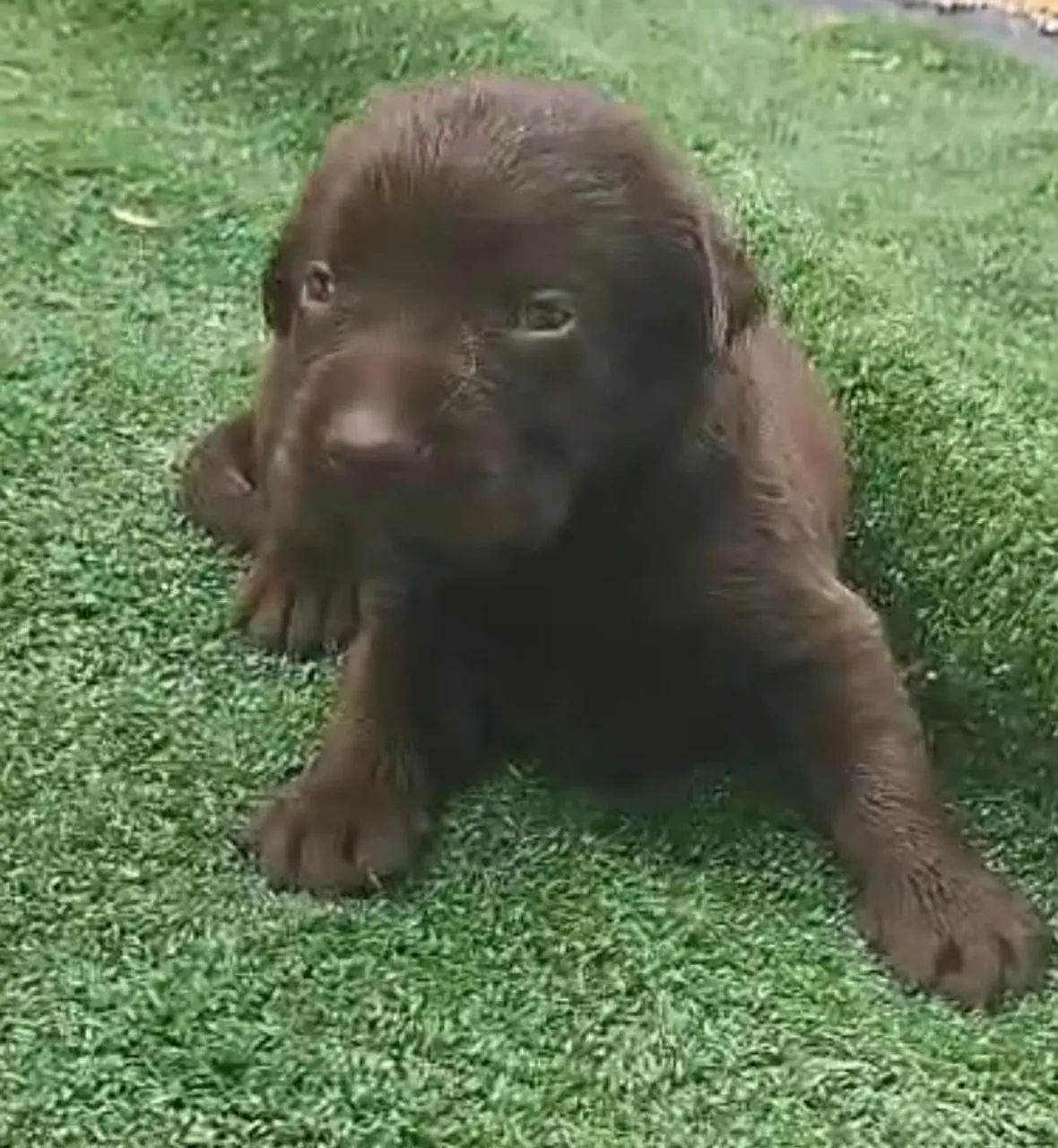  Labrador Chocolate